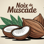 Vue artistique noix de muscade nutmeg épice précieuse cuisine bien-être